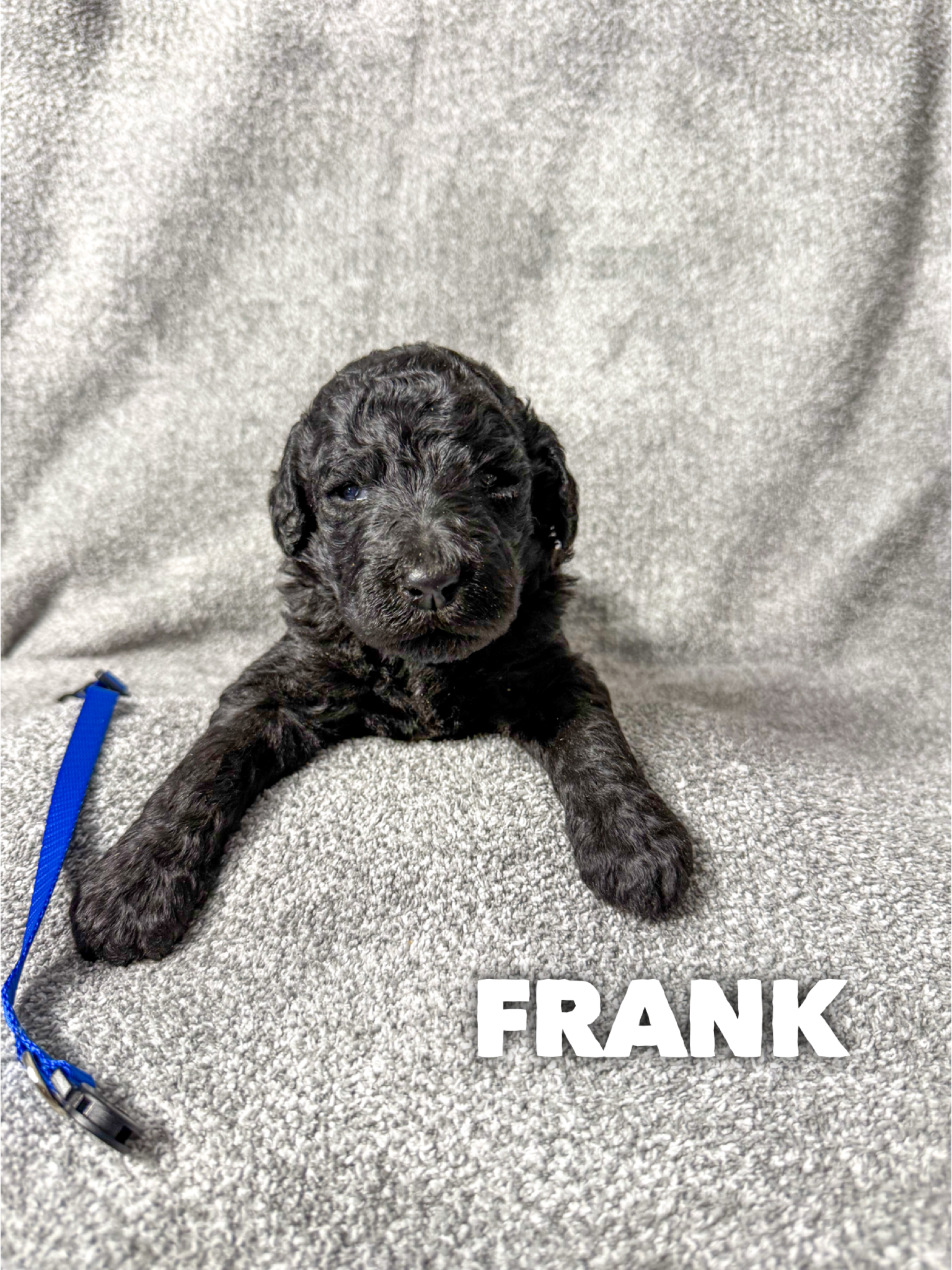 Frank 2